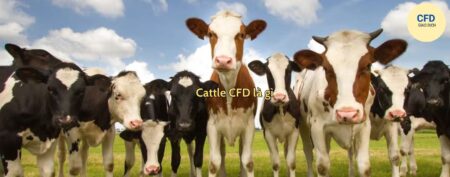 Cattle CFD là gì