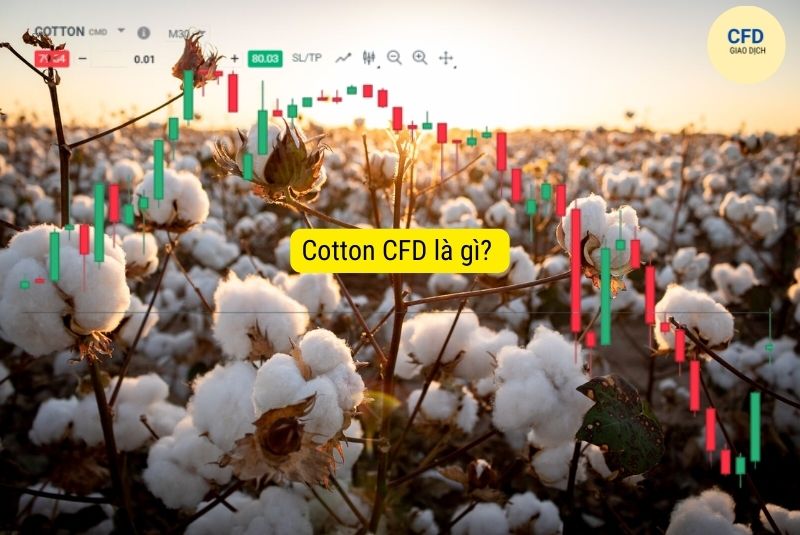 cotton CFD là gì